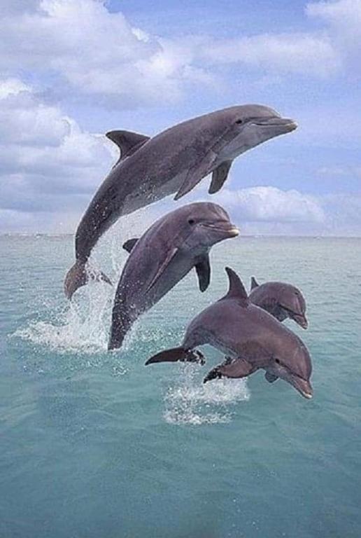 a group of dolphins jumping in the water at Angers Aweigh, Hibberdene Chalet 86 in Hibberdene