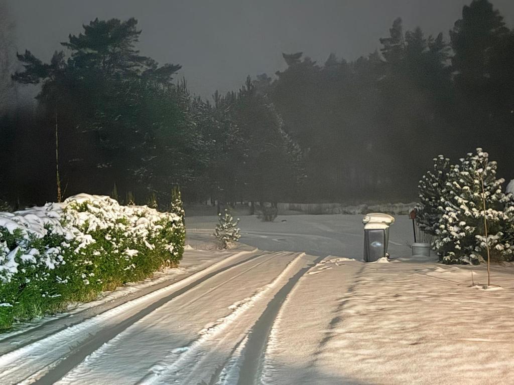 una strada innevata con alberi e cespugli di The Flower Nest a Zvejniekciems