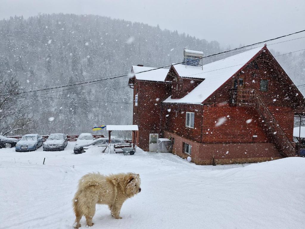 een hond die in de sneeuw voor een huis loopt bij Pensiunea Cabana Viselor ,Apuseni in Vadu Moţilor