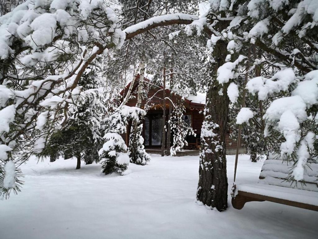 Beržų namelis - Birch cabin trong mùa đông