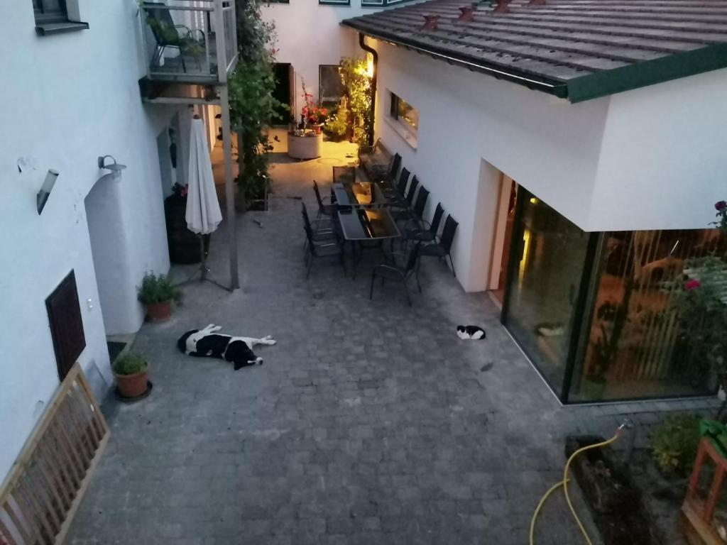 an aerial view of a patio with a dog laying on the ground at Weingut Herzinger in Franzhausen