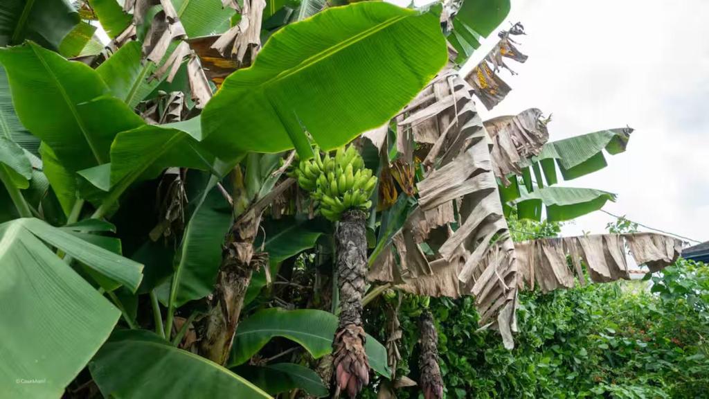 Vườn quanh Casa Miami