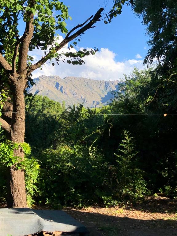 een boom met uitzicht op de bergen in de verte bij Kuku hostel in Las Rabonas