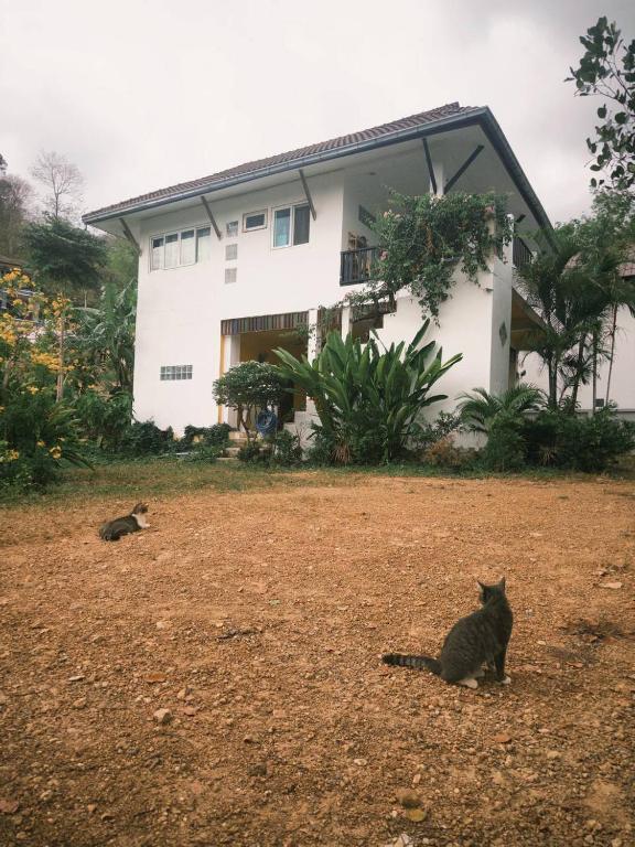 a black cat sitting in front of a house at Fluffy Cat Paradise in Ko Bu Bu