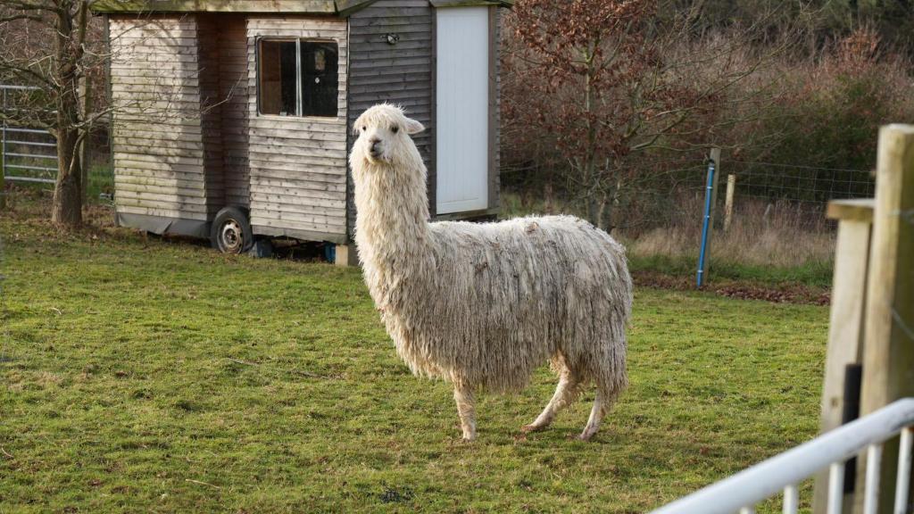 a llama standing in a field next to a house at Belle's Belle-Vue in Thakeham