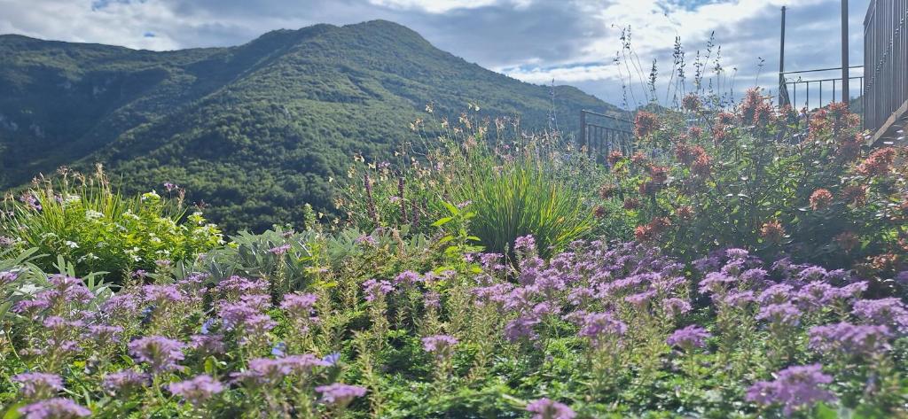 a field of flowers with a mountain in the background at Libera Mente in Fabriano