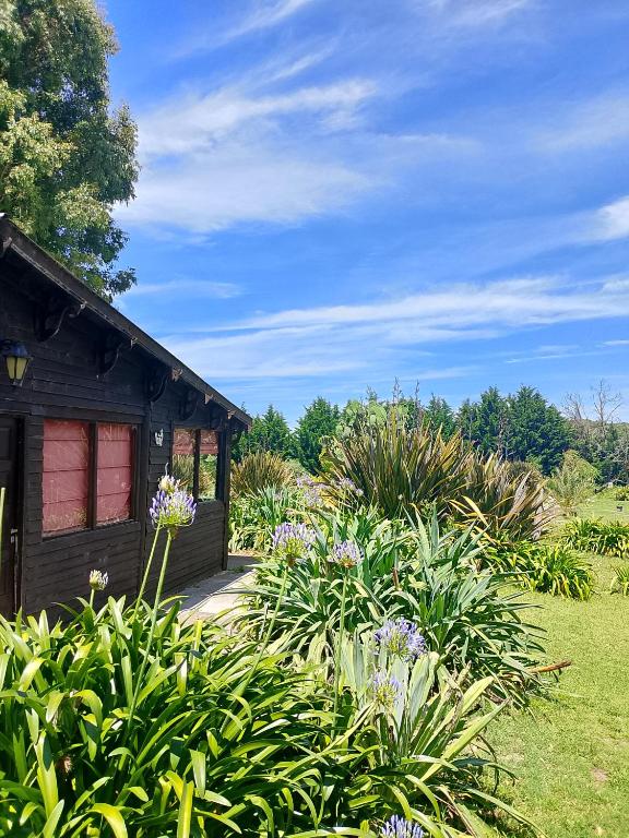 Complejo las azucenas