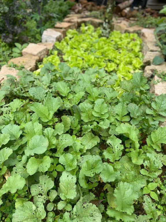 a garden with green plants and rocks at tinys house in Lạc Dương