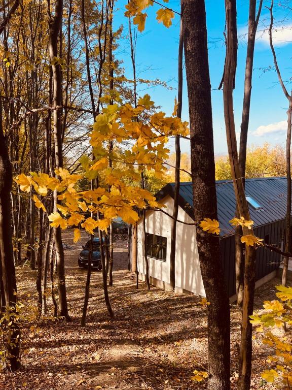 ein Baum mit gelben Blättern neben einem Gebäude in der Unterkunft Forester Cabin in Telega