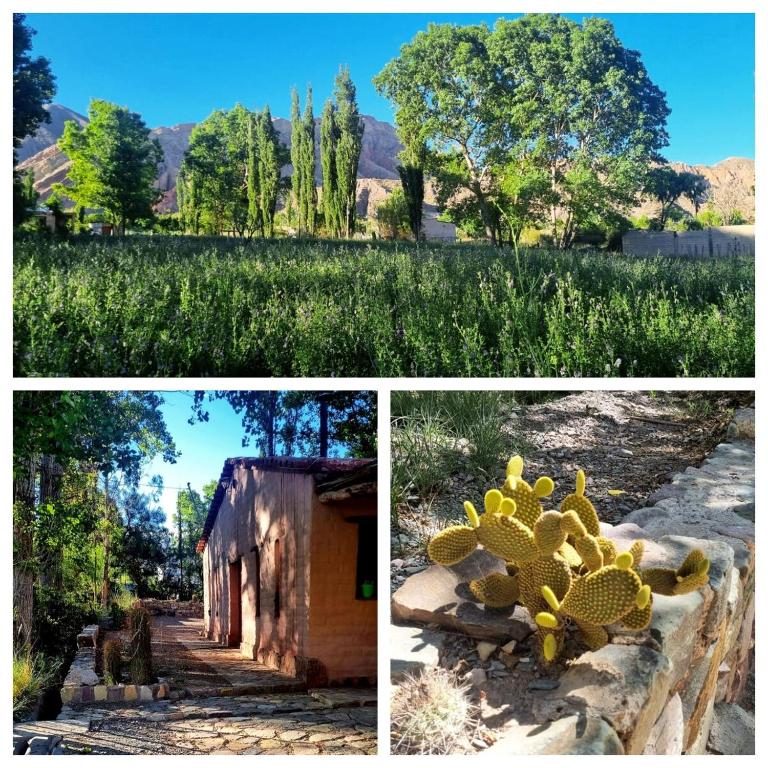 a collage of three pictures of a field and a cactus at Refugio de Olivia in Juella