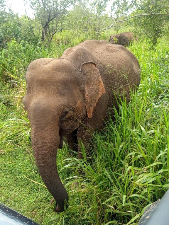 an elephant standing in the tall grass at Sigiri Hunter's Eco Tree lodge in Sigiriya
