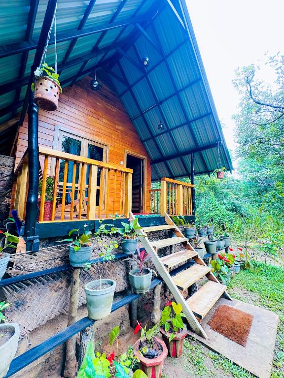 a house with a bunch of potted plants in front of it at Sigiriya Carpenter Cottage in Sigiriya