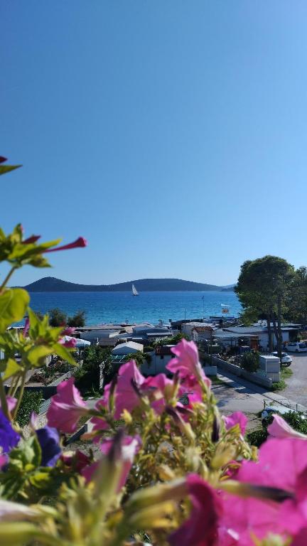 a bunch of pink flowers in front of a beach at More in Vodice