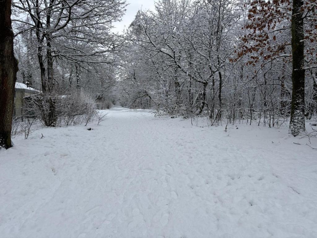 een met sneeuw bedekt pad in een bos met bomen bij Het Veluwse Boshuisje Hond welkom in Hoenderloo in Hoenderloo
