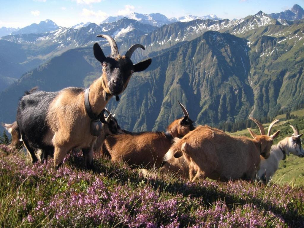 a group of goats standing on a mountain at Allgäu Holzhaus I Bergpanorama & Natur pur im Herzen des Allgäus! in Weitnau