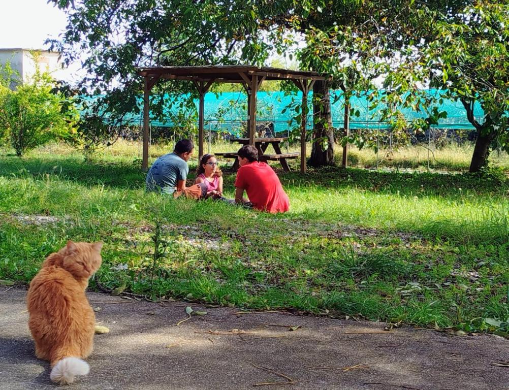 a cat sitting in the grass next to a group of people at La Mandulera in Rivalta di Torino