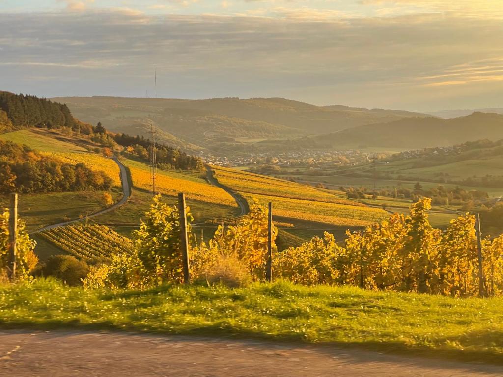 uitzicht op een wijngaard in de heuvels met een weg bij Pellinger-Hof in Pellingen