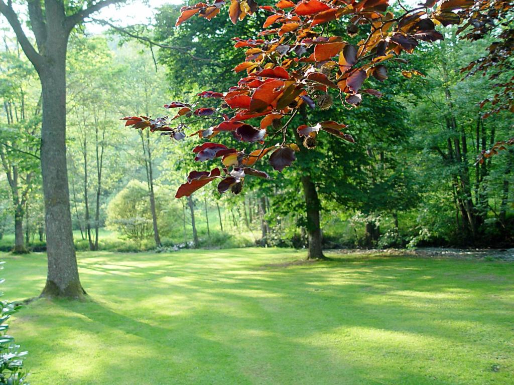 un groupe d'arbres dans un parc avec de l'herbe verte dans l'établissement Moulin de Daverdisse, à Daverdisse