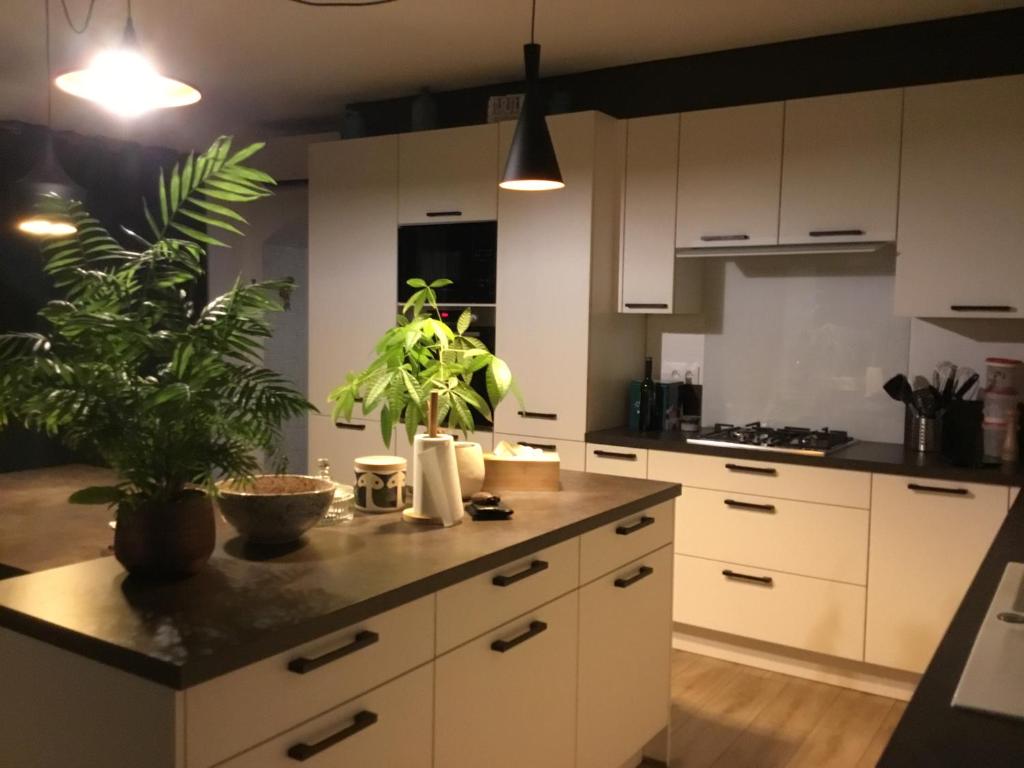 a kitchen with white cabinets and plants on the counter at Cosy corner in La Celle-sous-Gouzon