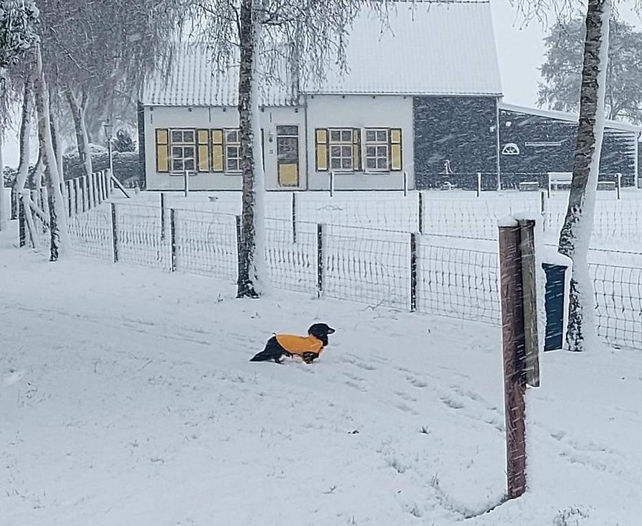 a dog sitting in the snow in front of a fence at De Nieuwe Stal in Scherpenisse