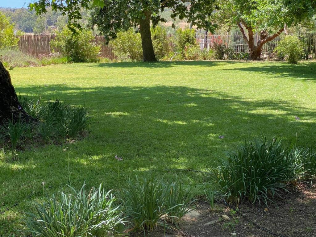 a large field of green grass with a tree at Magents Farm Guesthouse in Paarl