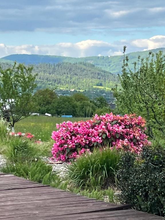 a bunch of pink flowers on a wooden walkway at Pokoj U lesa Zaolší in Vendryně