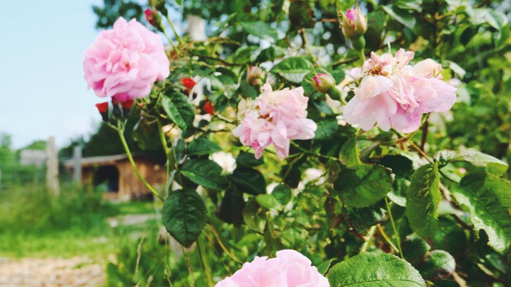 a bush of pink flowers with a house in the background at Shelter i sansehave in Præstø