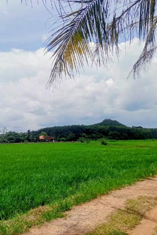 a field of green grass next to a dirt road at Sri Nawa Homestay in Pokok Sena