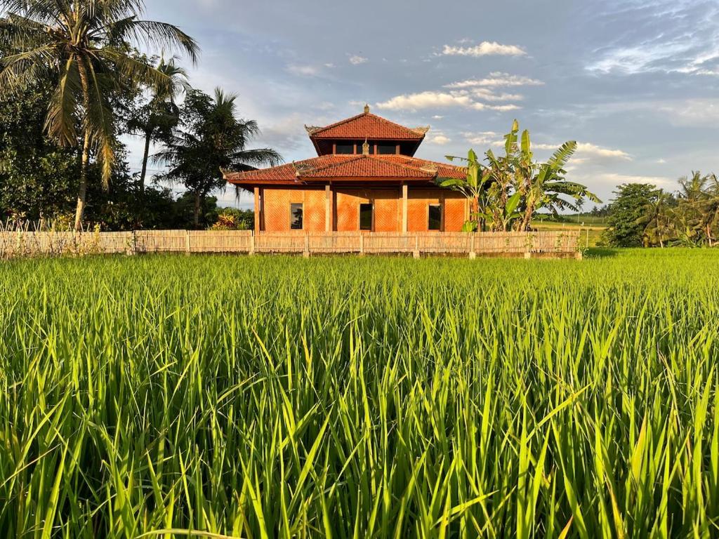 a house in the middle of a field of grass at Cacao Bamboo House in Krambitan