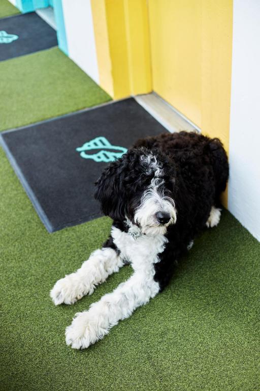 The Burrard - Resim 33