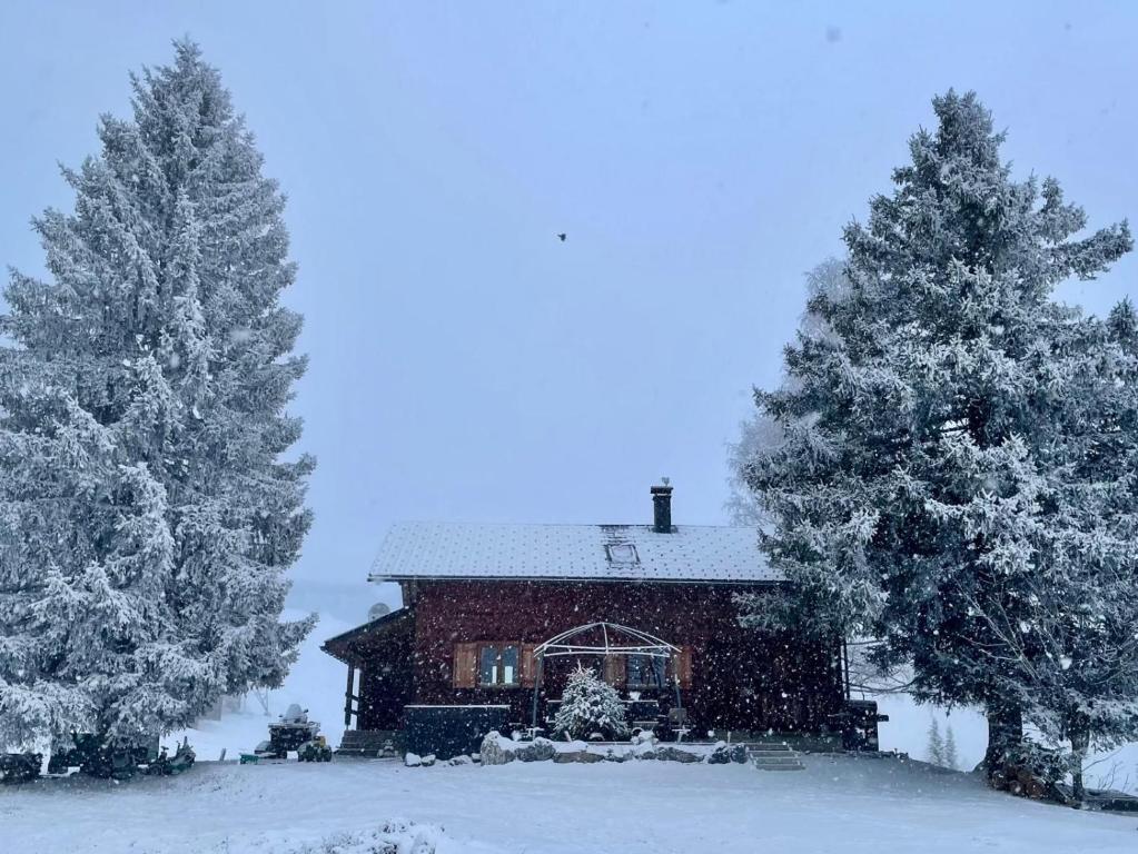 比尔塞贝格Burtscha Lodge的两棵树覆盖着雪的房屋