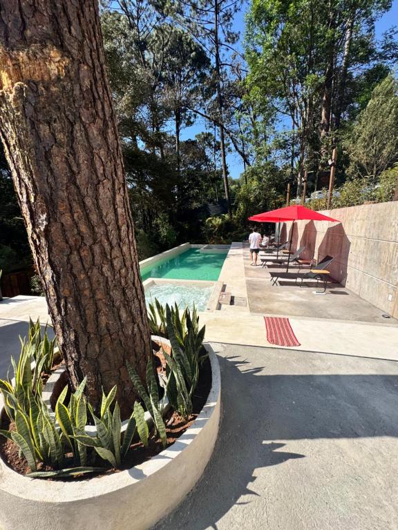 een boom die naast een zwembad zit naast een boom bij Encino House Hotel Boutique in Valle de Bravo