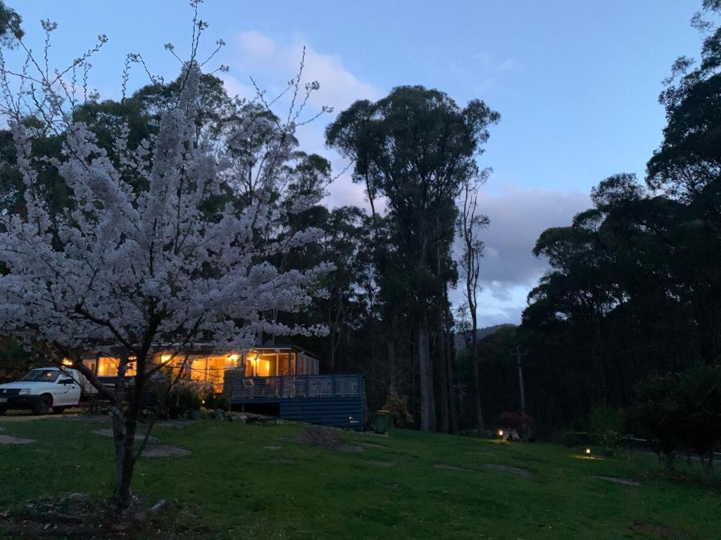 a house in the middle of a field with a tree at Retreat in a beautiful forest! in McMahons Creek