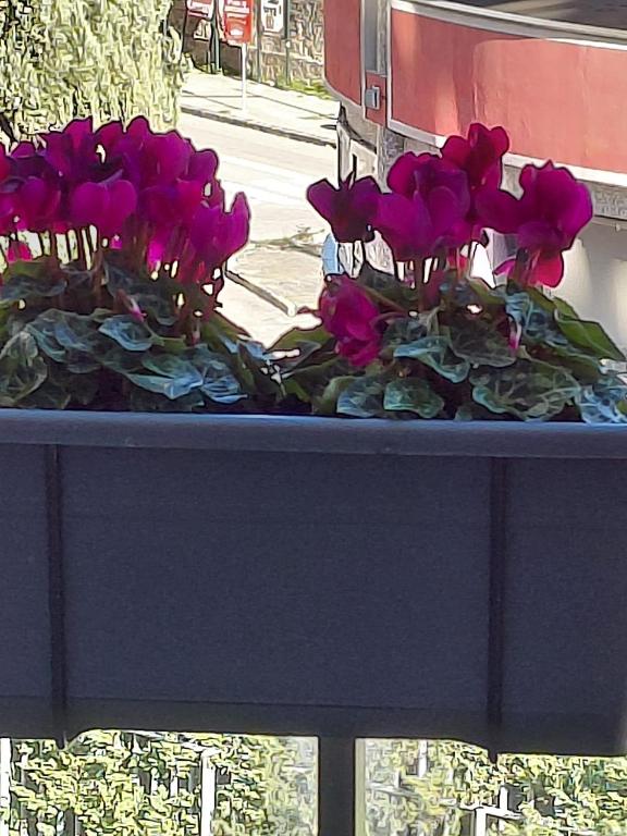 a bunch of purple flowers sitting on a window sill at La Terrazza Apartment in Cosenza