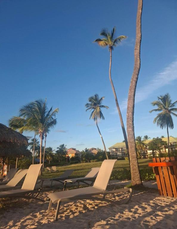 a row of lounge chairs on the beach with palm trees at Apparemment T1 in Fort-de-France