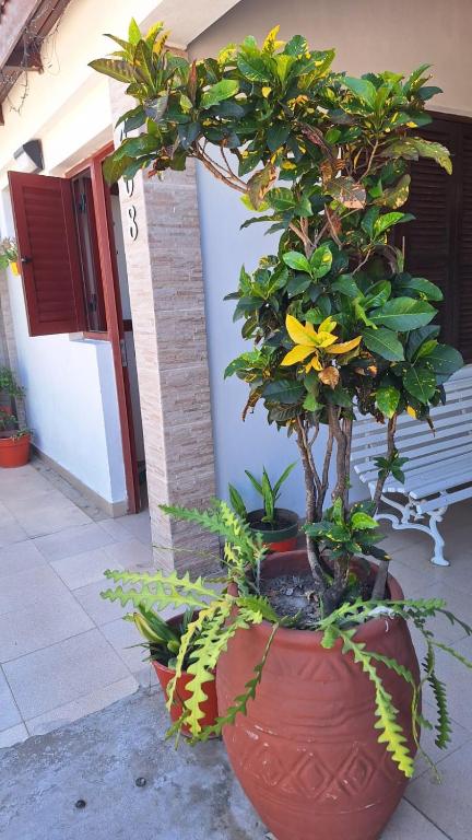 a bonsai tree with a yellow flower in a pot at MONOAMBIENTE Flores del Cielo in Federación