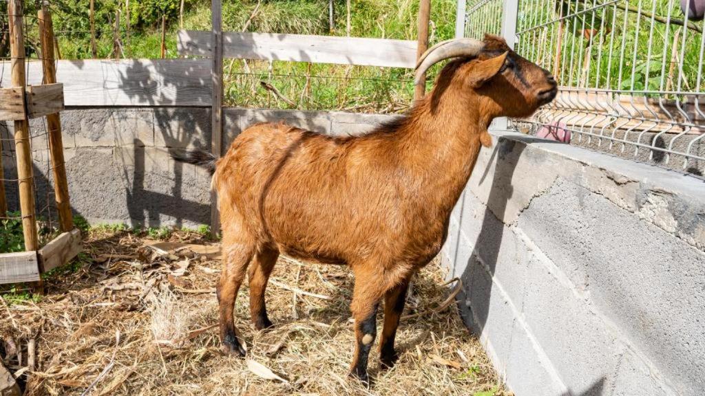 The Goat's Place - 16