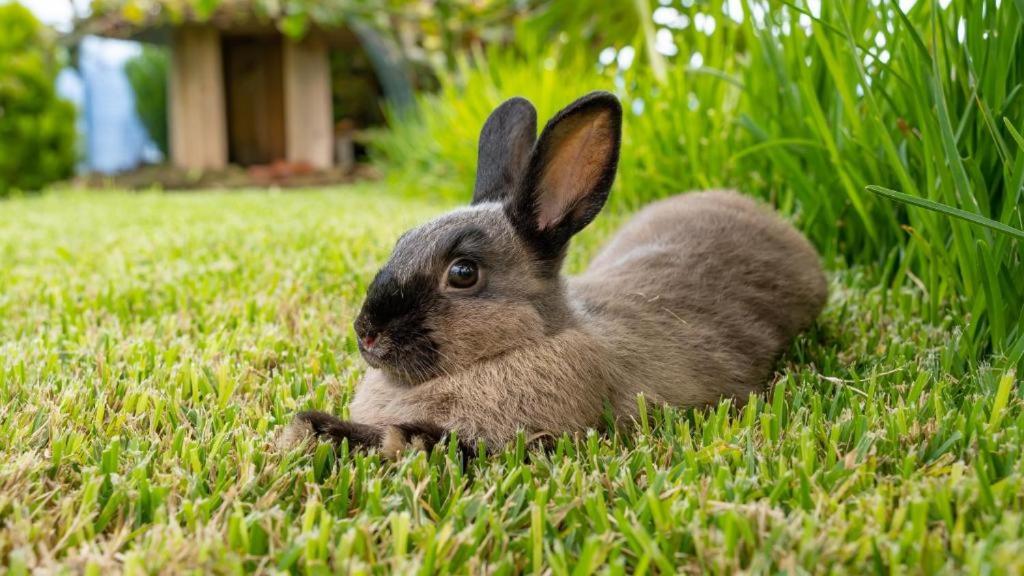 The Goat's Place - 15