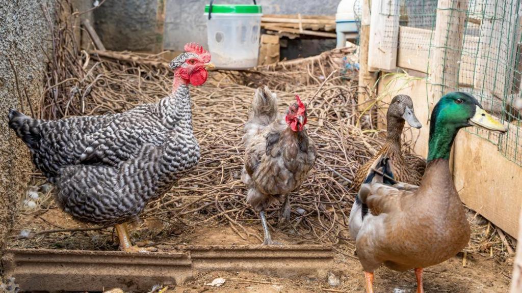 The Goat's Place - 17