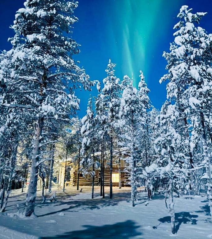 an image of a forest of trees covered in snow at Rahkis Lodge Saariselkä in Saariselka