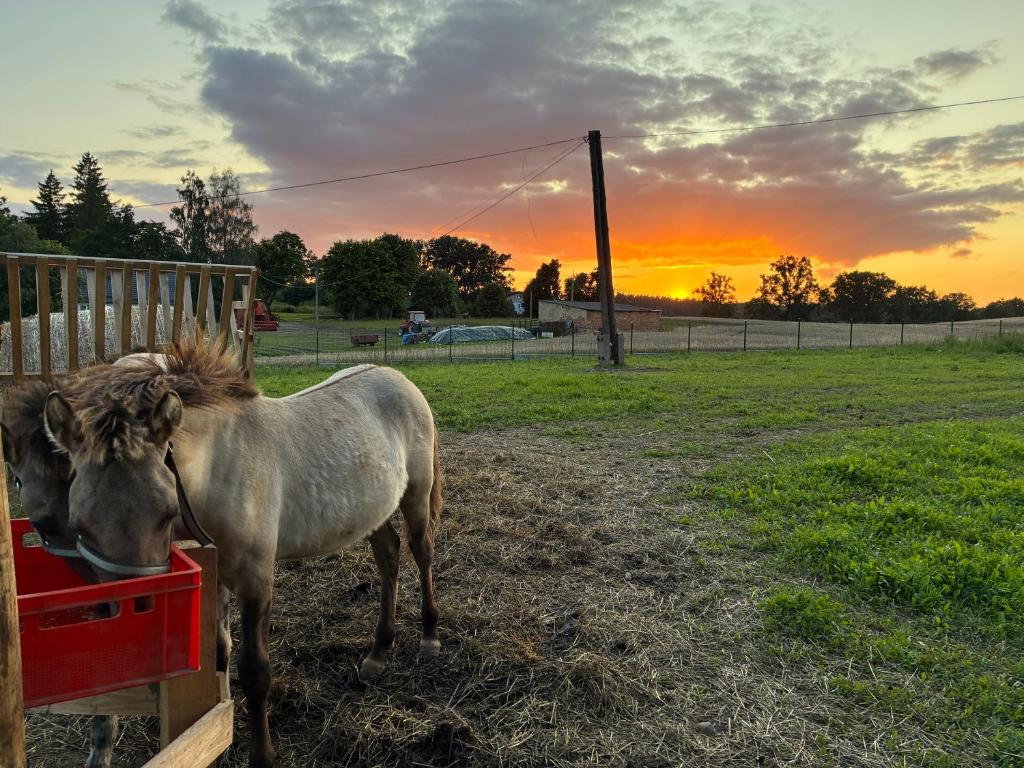 a horse eating food out of a red trough at Chata Smarzewo in Smętowo