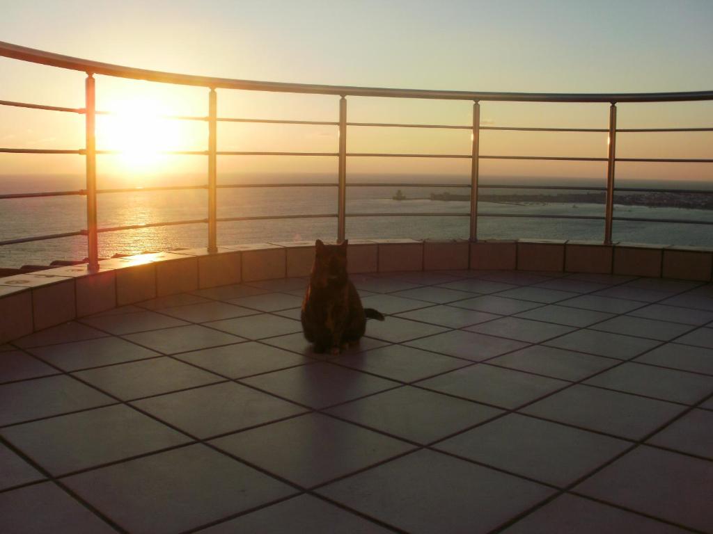 a cat sitting on the floor of a room looking at the ocean at Charly Point Villa in Methoni