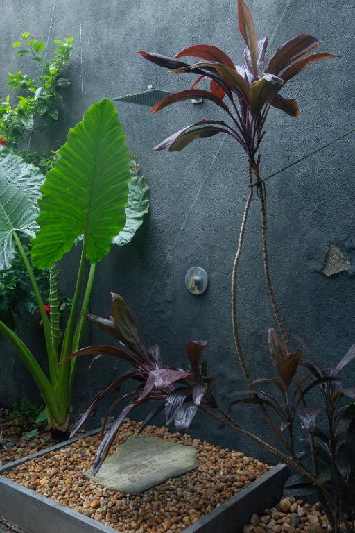 DORMERO Hotel Sri Lanka Hikkaduwa Beach - 13