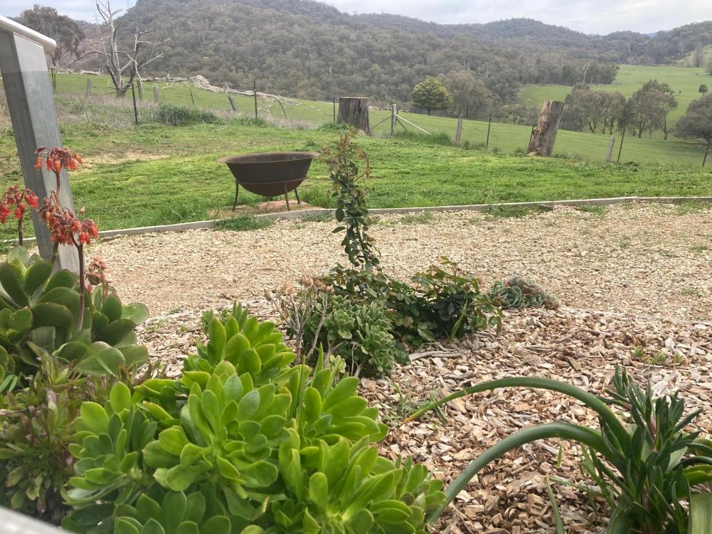 a garden with plants and a bowl in the background at Timbuktoo Escape in Glen Creek