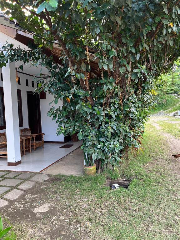 an orange tree in front of a house at In Home stay in Bulakbenda