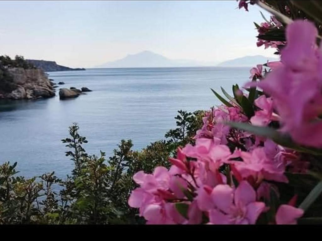 a bunch of pink flowers next to a body of water at Lydia Mare in Agios Kirykos