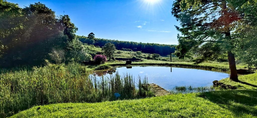 a pond in the middle of a grassy field at Serenity Cottages in Richmond