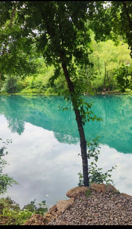 a tree sitting on top of a body of water at Apartman in Hadžića Glavica