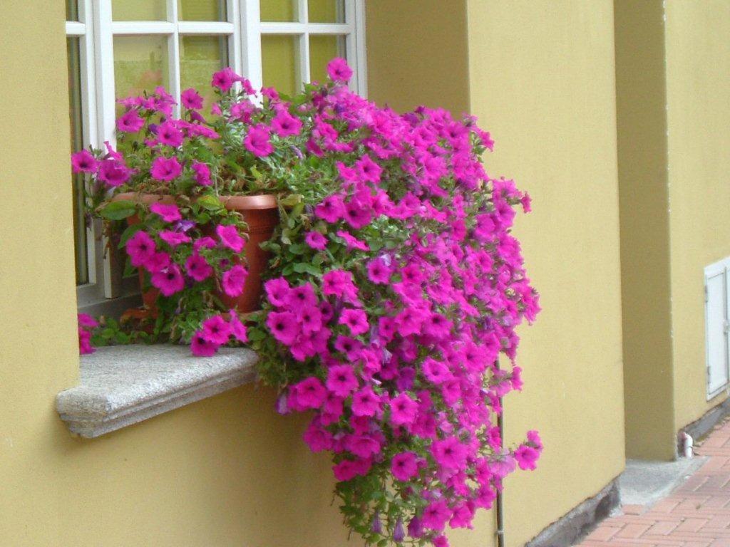 Zahrada ubytování Hotel Del Fiume