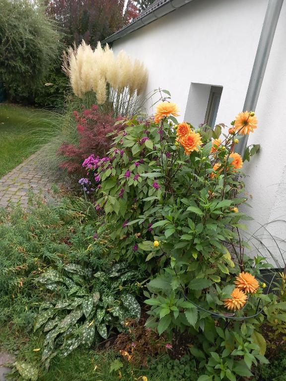 a garden of flowers in front of a house at dresden-ferien haus in Dresden